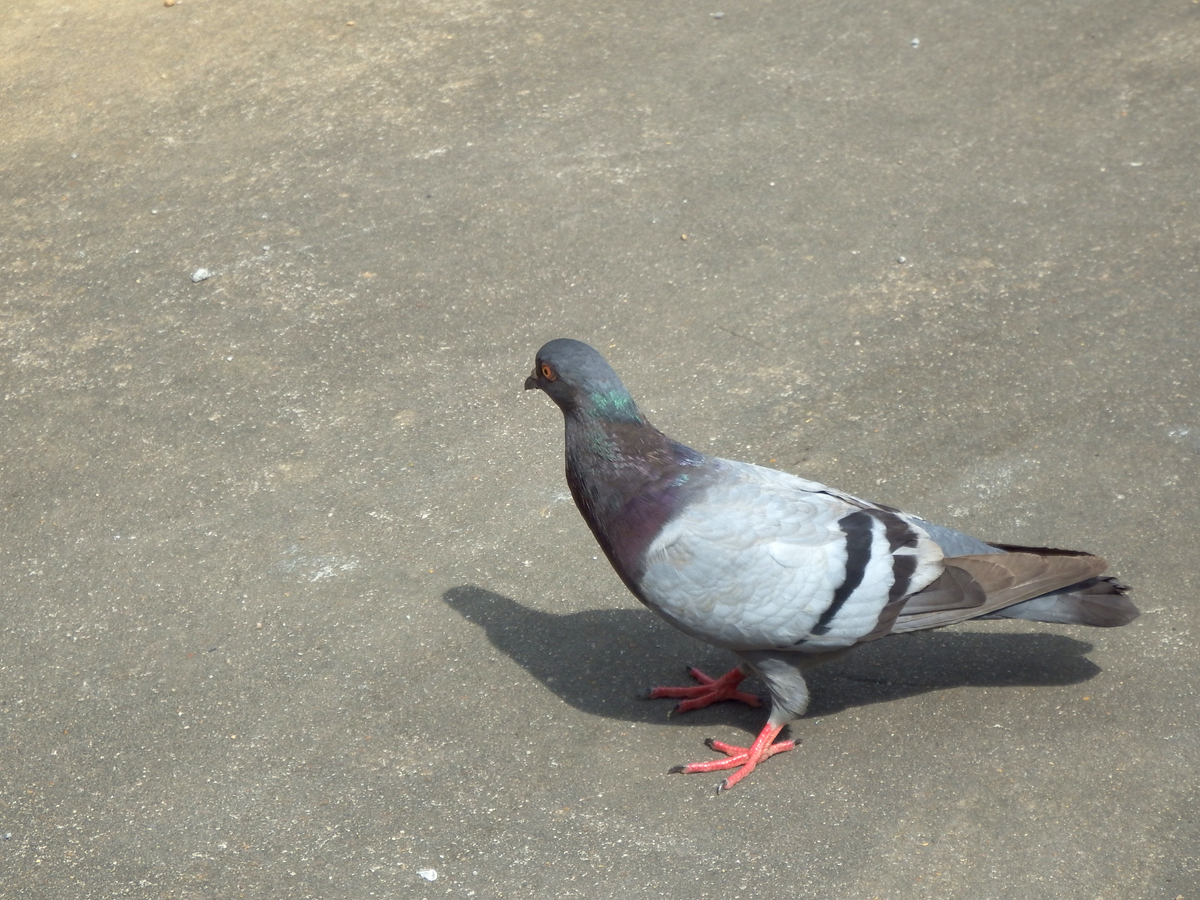 DSCF4295.JPG