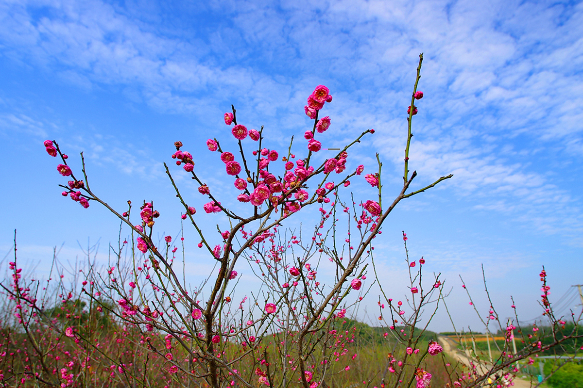 IMGP4447_dh_副本_副本_副本_副本.jpg