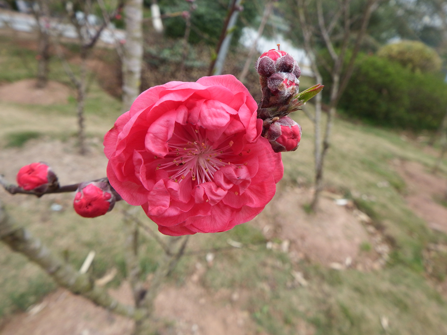 DSCF8440.JPG