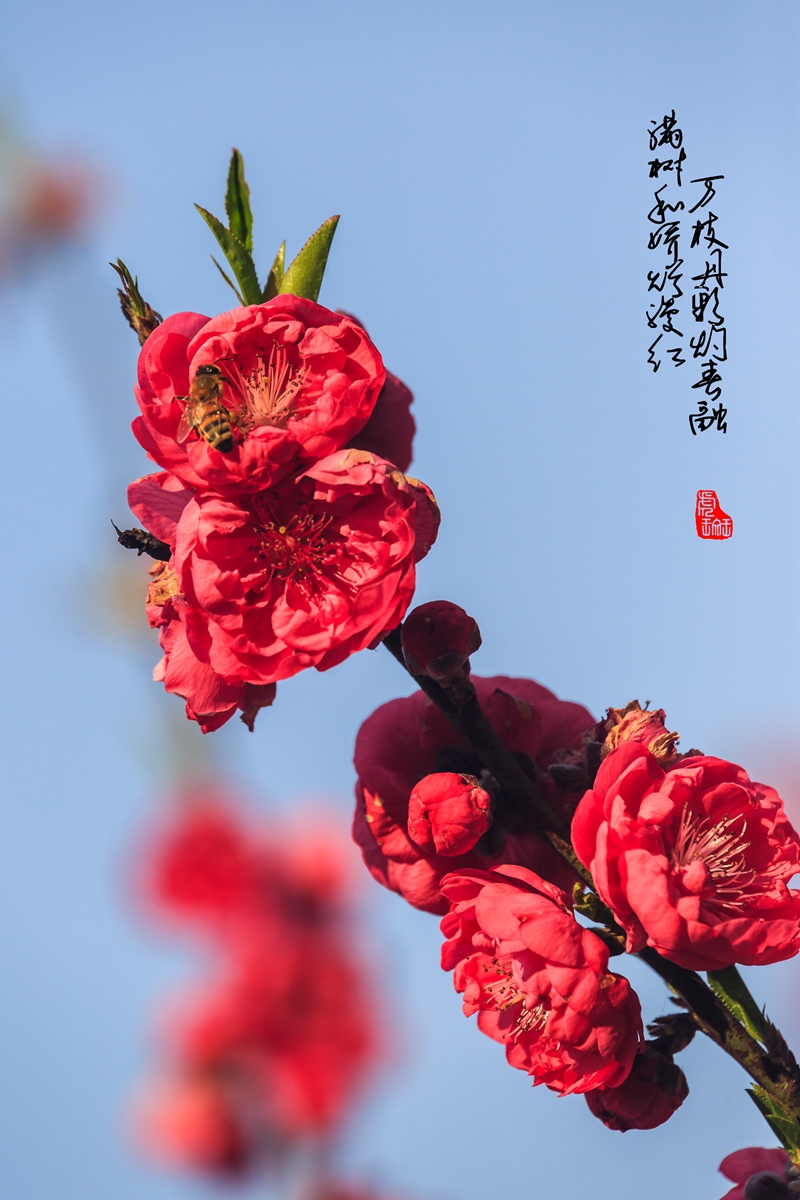 桃花。蜂a-2_副本.jpg
