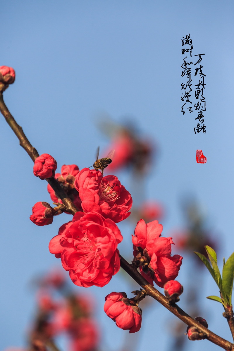 桃花。蜂a-7_副本.jpg