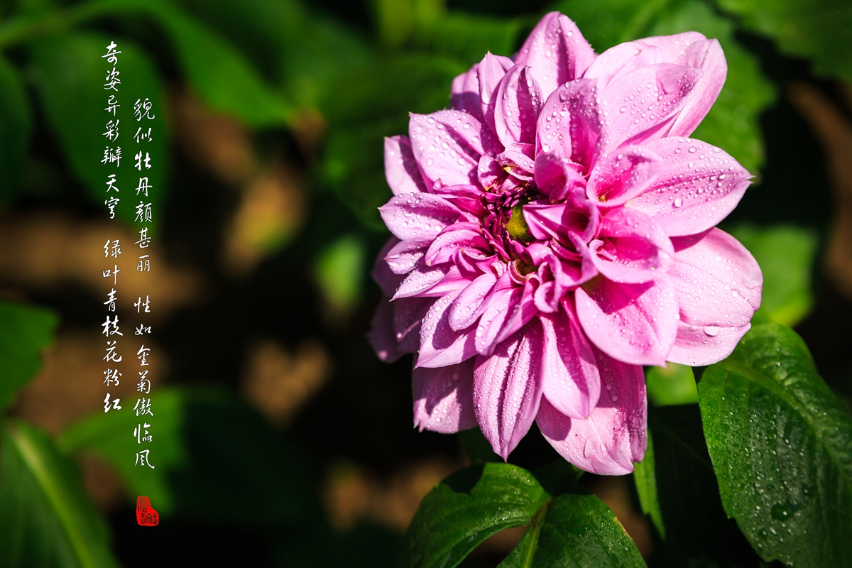 大丽菊-3_副本.jpg