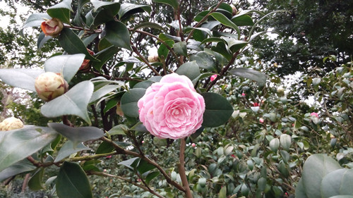 IMG_20160307_153530_副本.jpg