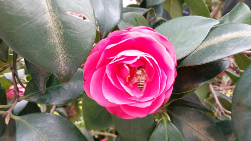 IMG_20160307_151949_副本.jpg