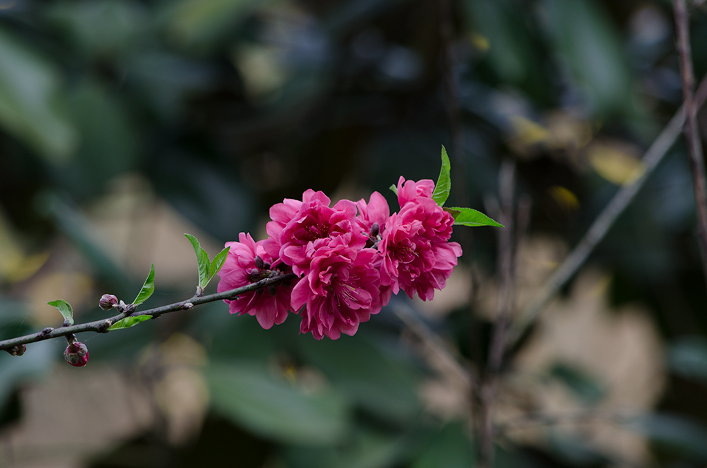 _DSC0561.jpg