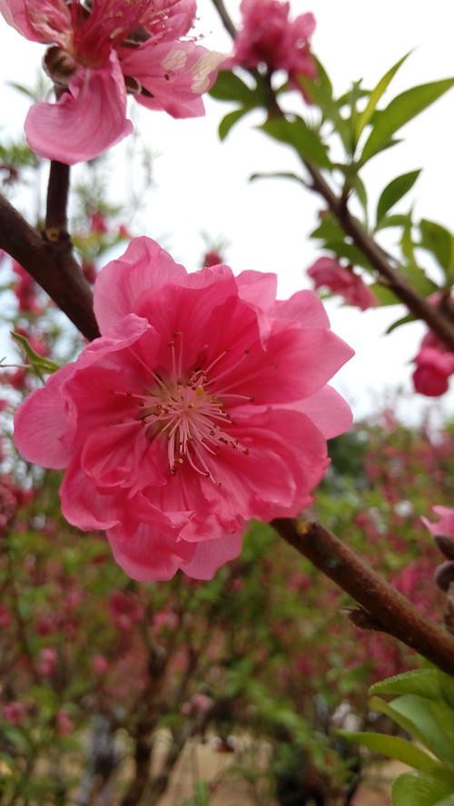 IMG_20160308_155240_副本.jpg