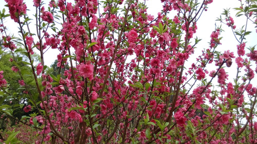 IMG_20160308_155305_副本.jpg