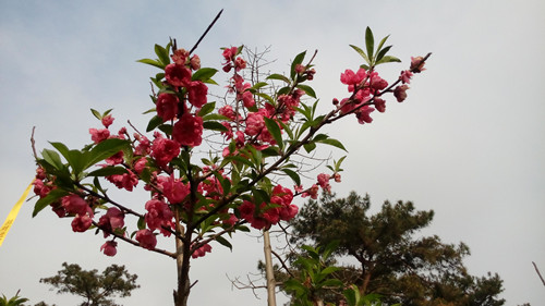 IMG_20160308_163052_副本.jpg