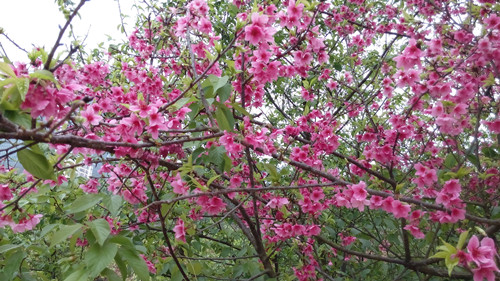 IMG_20160309_153040_副本.jpg