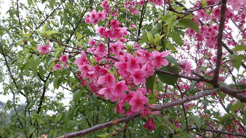 IMG_20160309_153101_副本.jpg