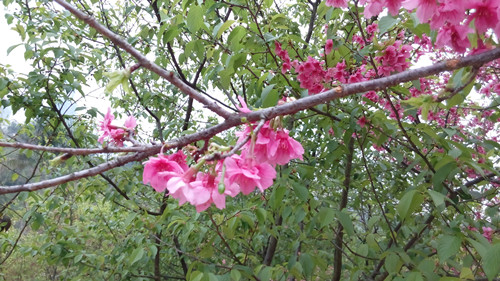 IMG_20160309_153058_副本.jpg