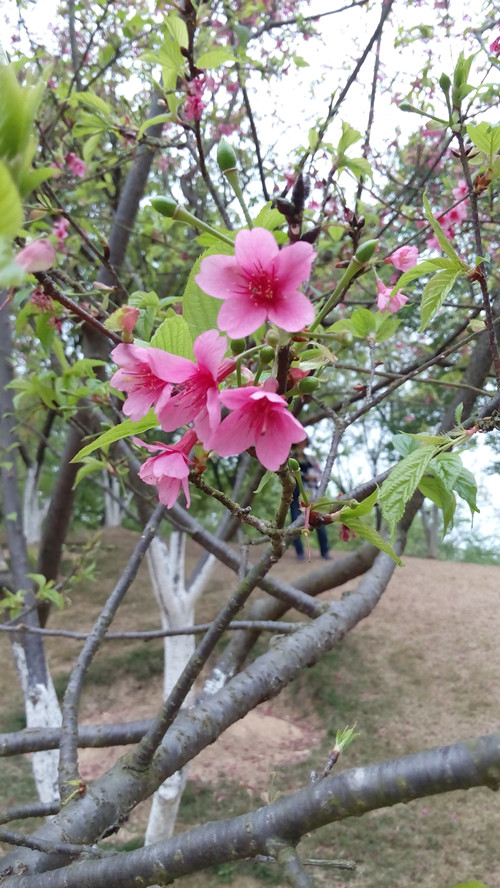 IMG_20160309_154400_副本.jpg