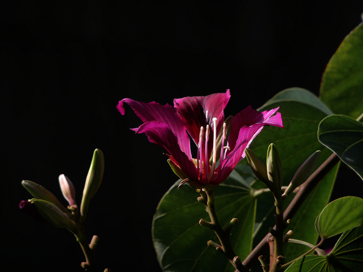 DSCF3990.JPG