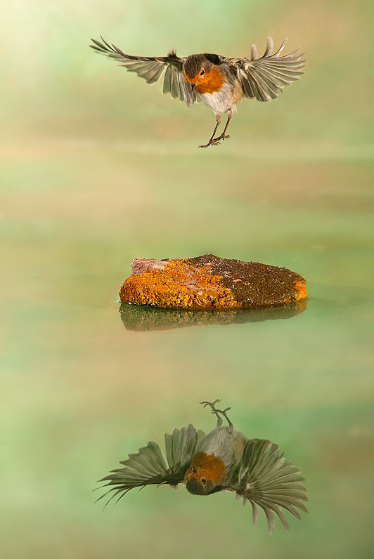 欧亚鸲  作者  paco fernandez.jpg