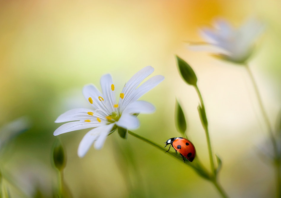  Mandy Disher.jpg