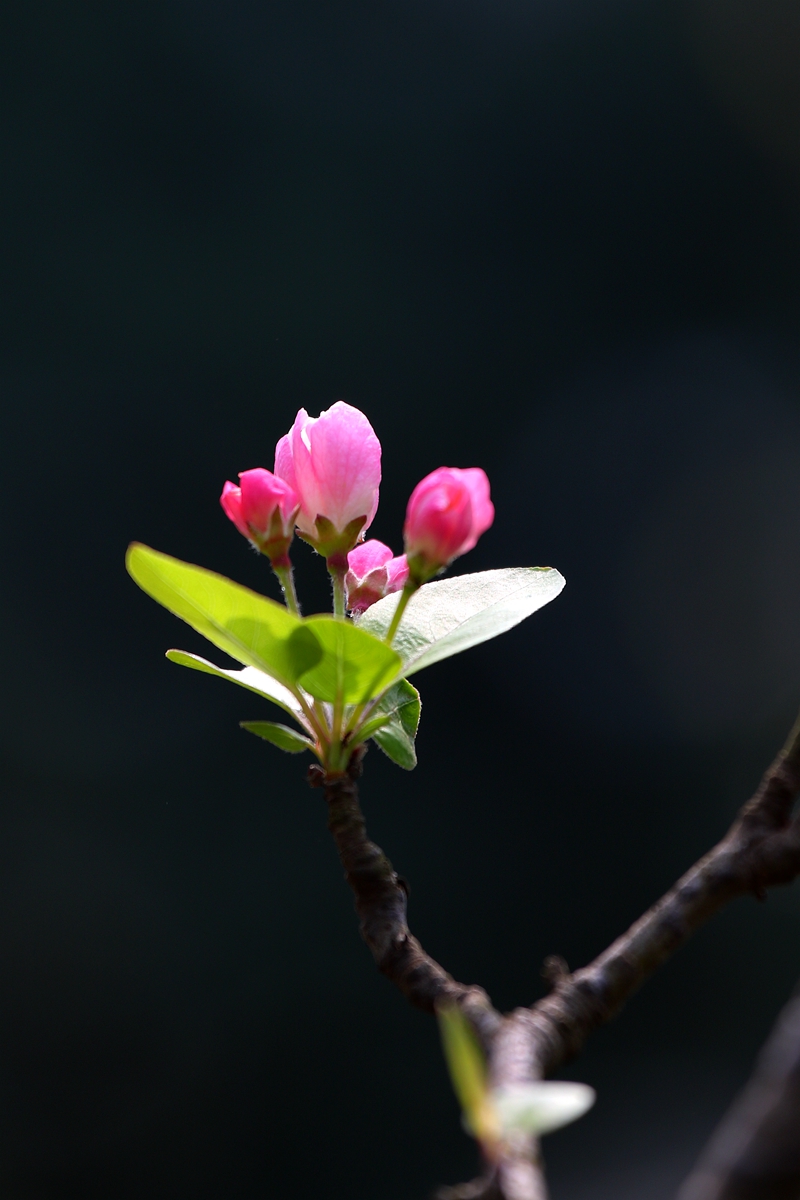 081A0808_副本.jpg
