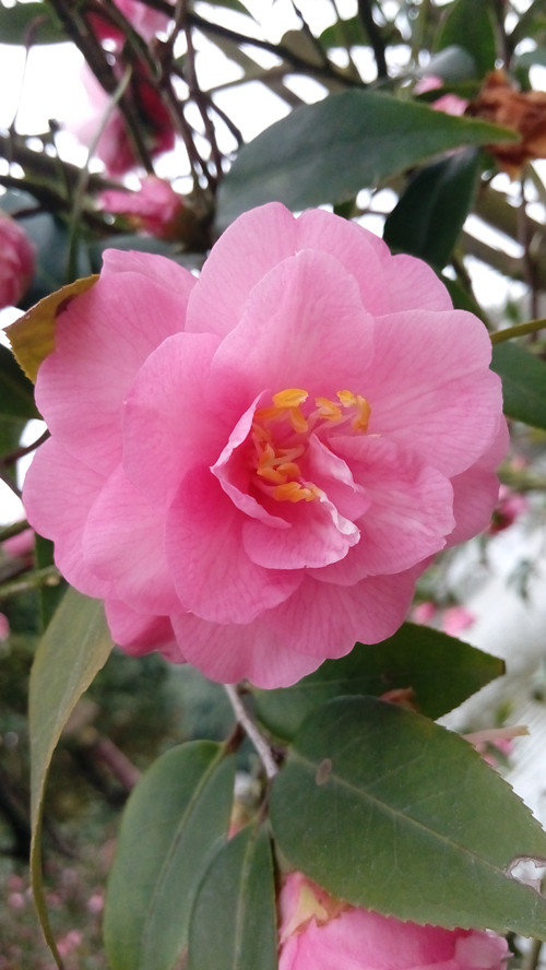 IMG_20160316_164515_副本.jpg
