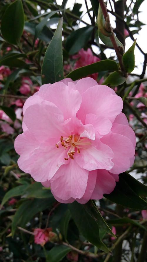 IMG_20160316_164550_副本.jpg