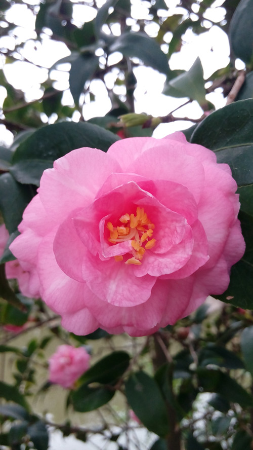 IMG_20160316_165420_副本.jpg