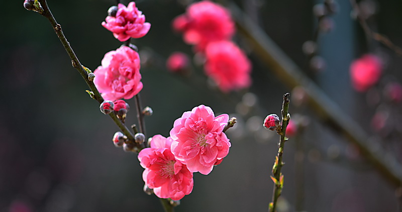 春枝俏.jpg