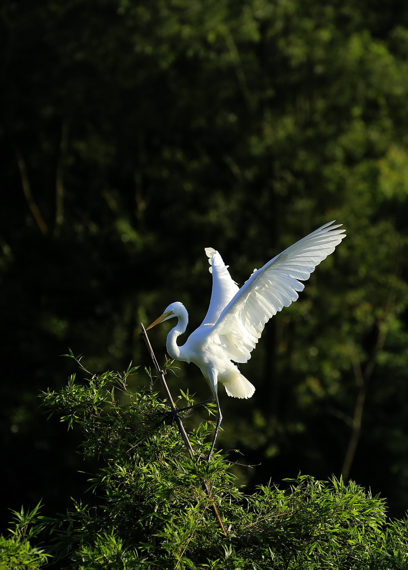 _U9A0284_缩小大小.JPG