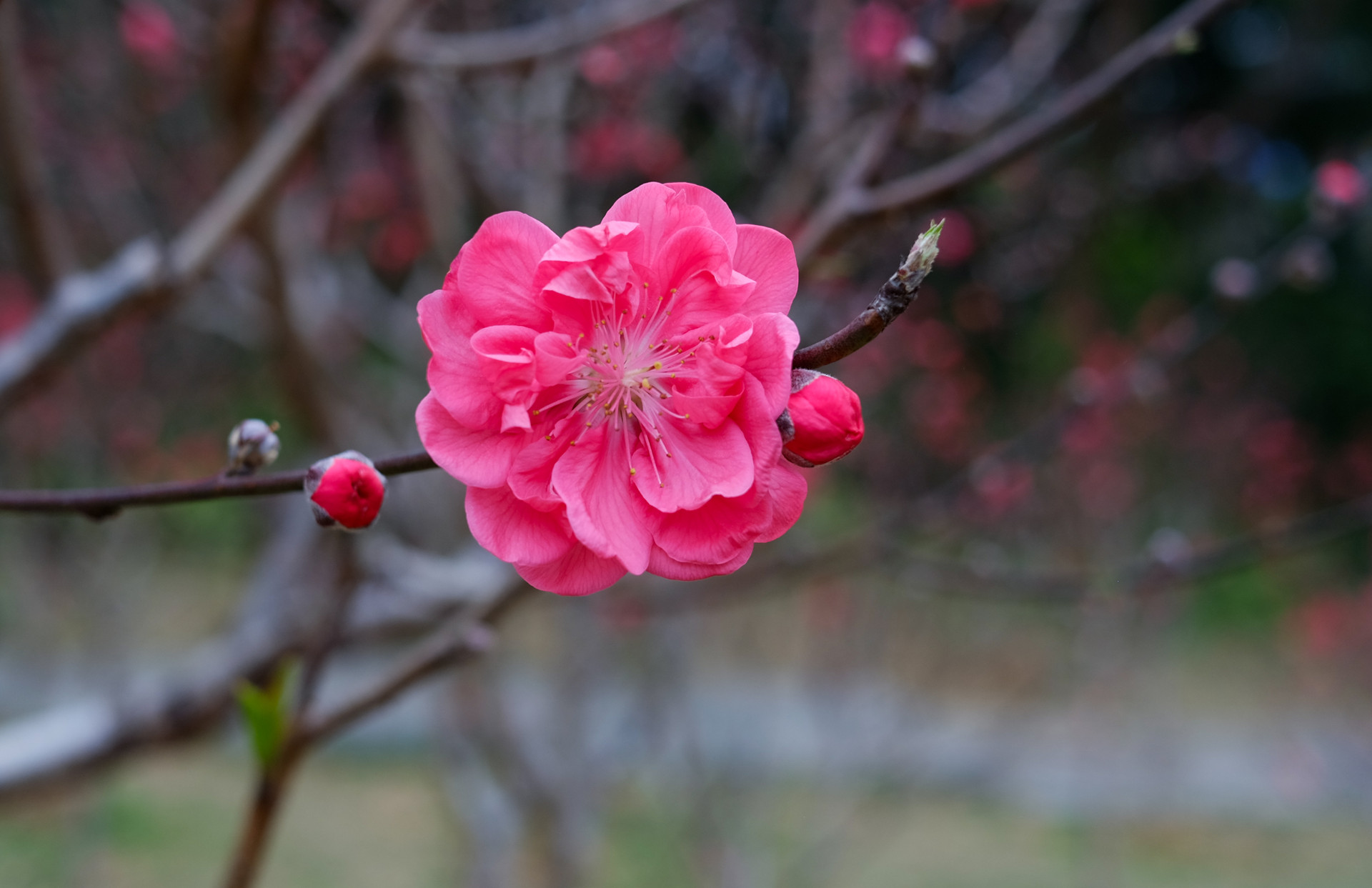 DSCF8330_副本.jpg