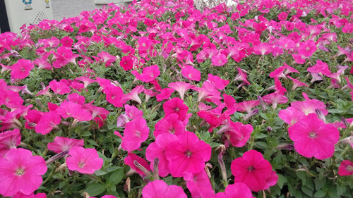 IMG_20160330_135312_副本.jpg