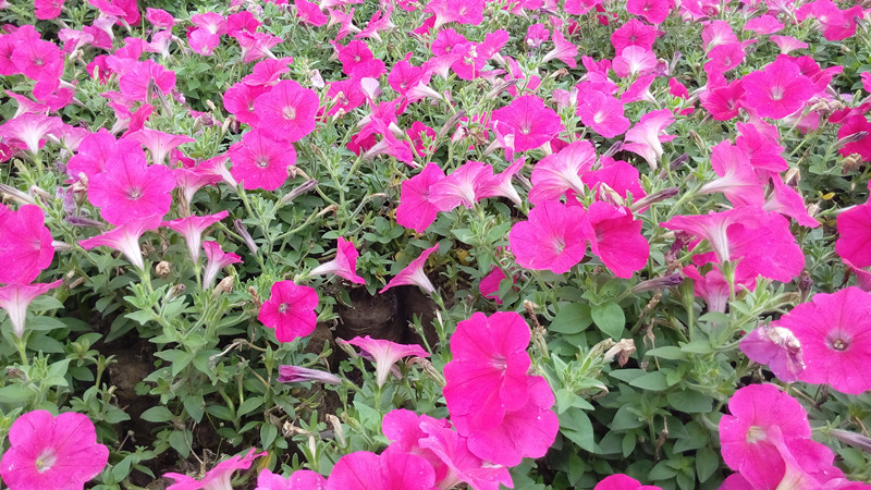 IMG_20160330_135318_副本.jpg