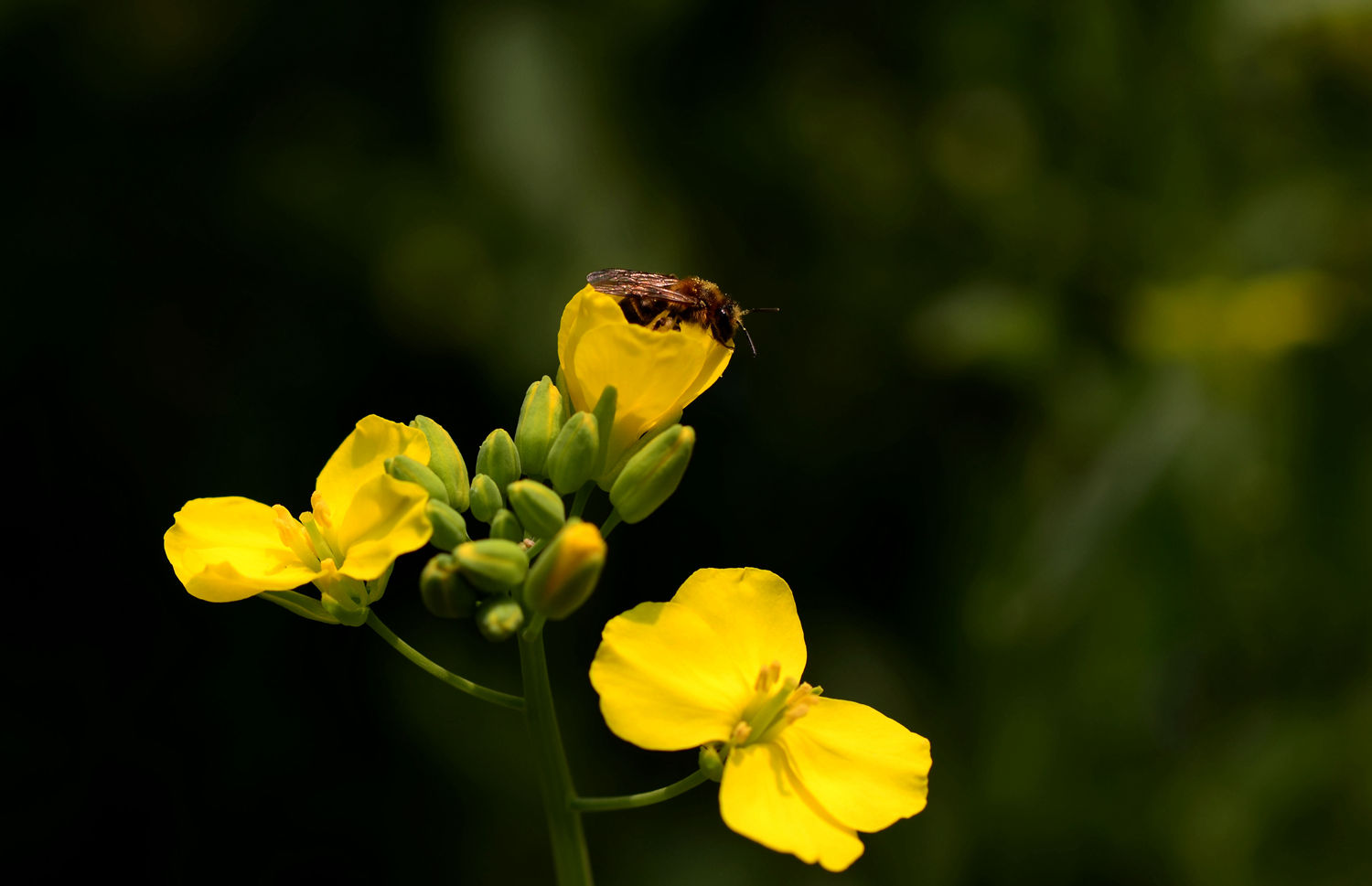 DSC_6979.JPG