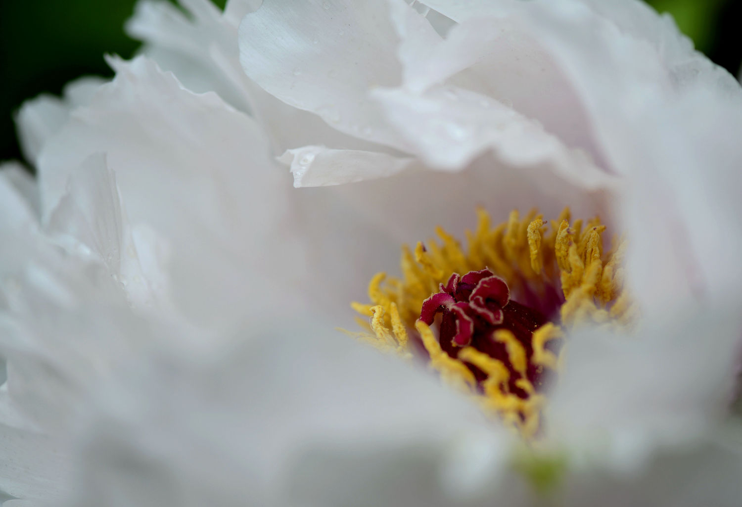 牡丹花蕊