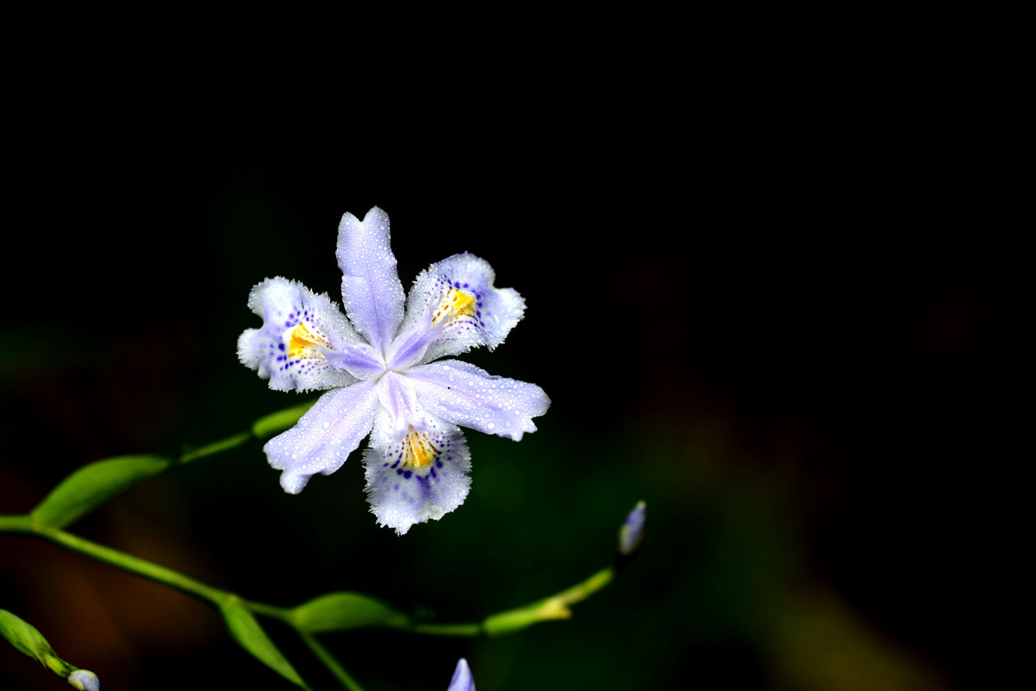 鸢尾花