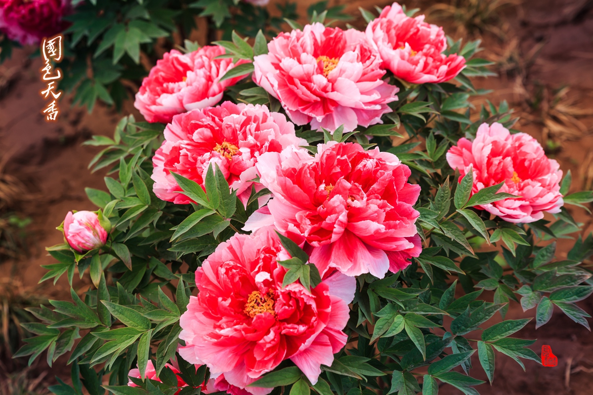 牡丹花-1.jpg