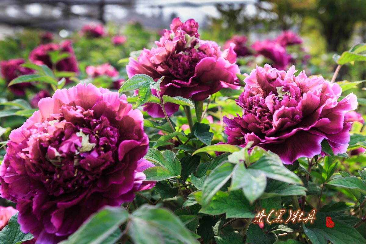 牡丹花-2.jpg