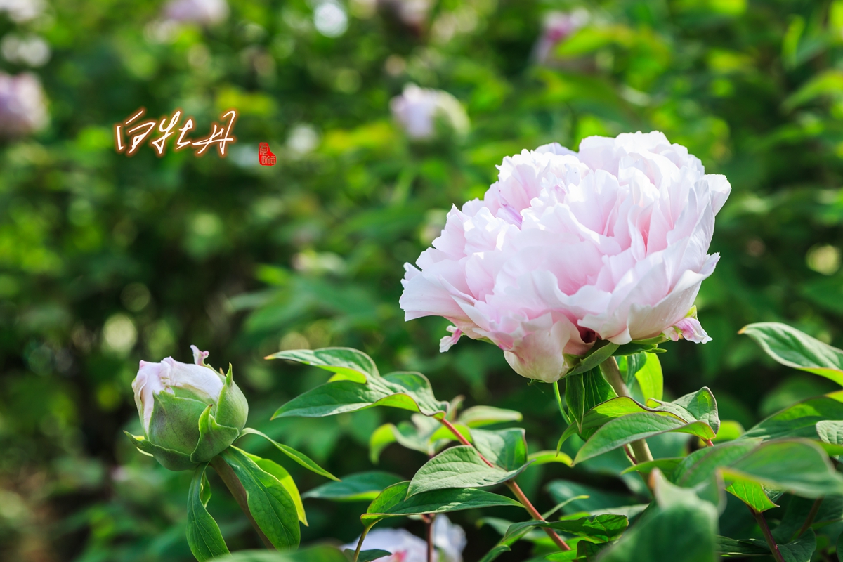 牡丹花-3.jpg