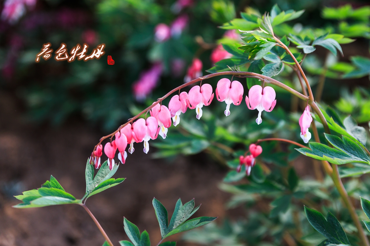 牡丹花-10.jpg