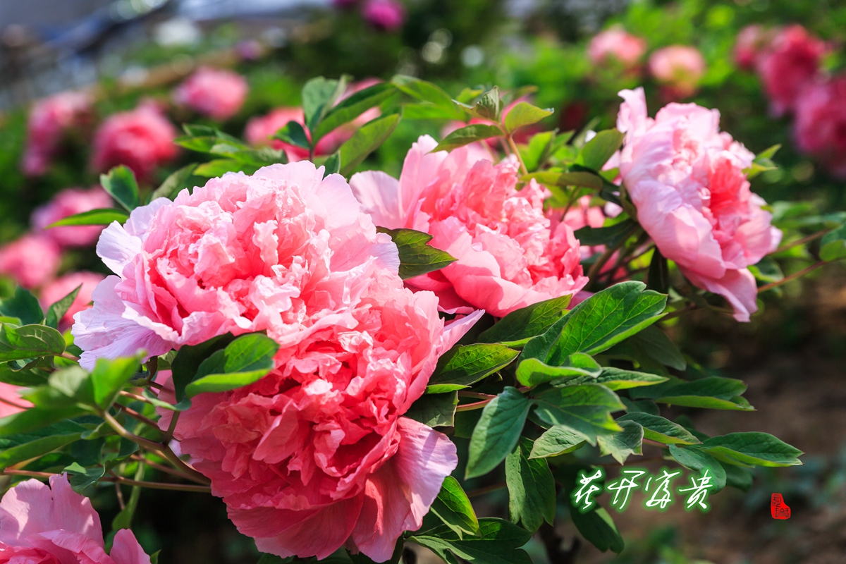 牡丹花-11.jpg