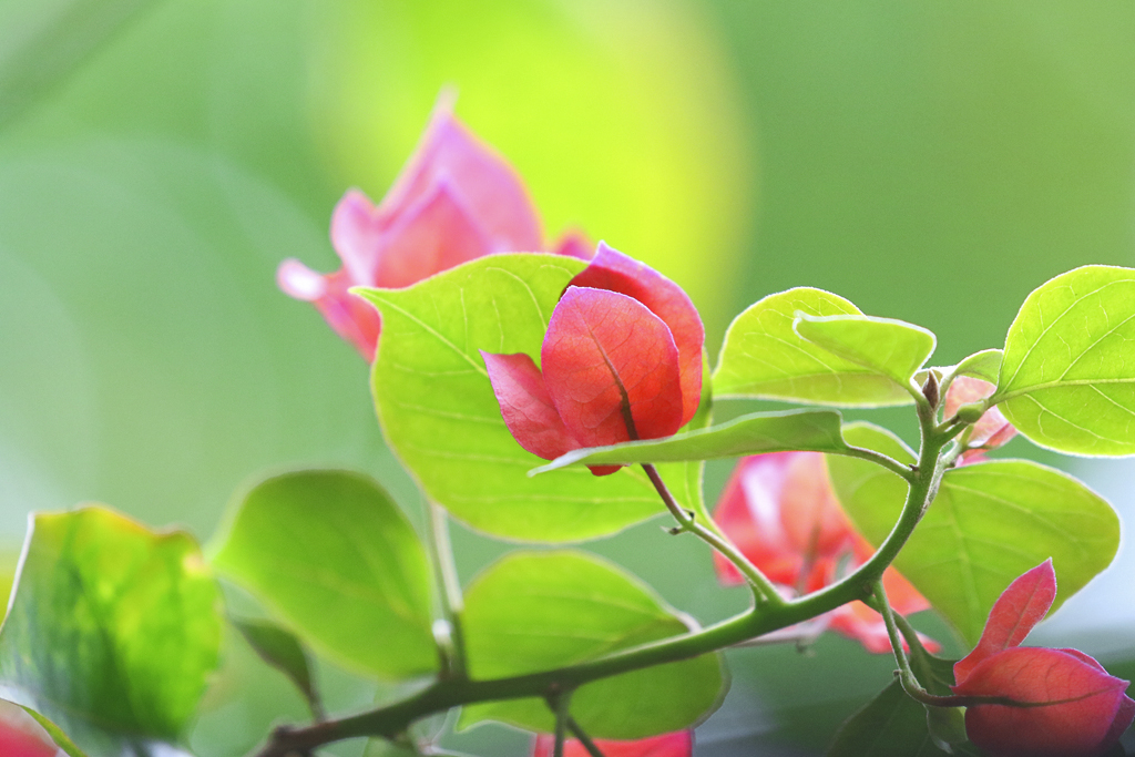 081A2109_副本.jpg