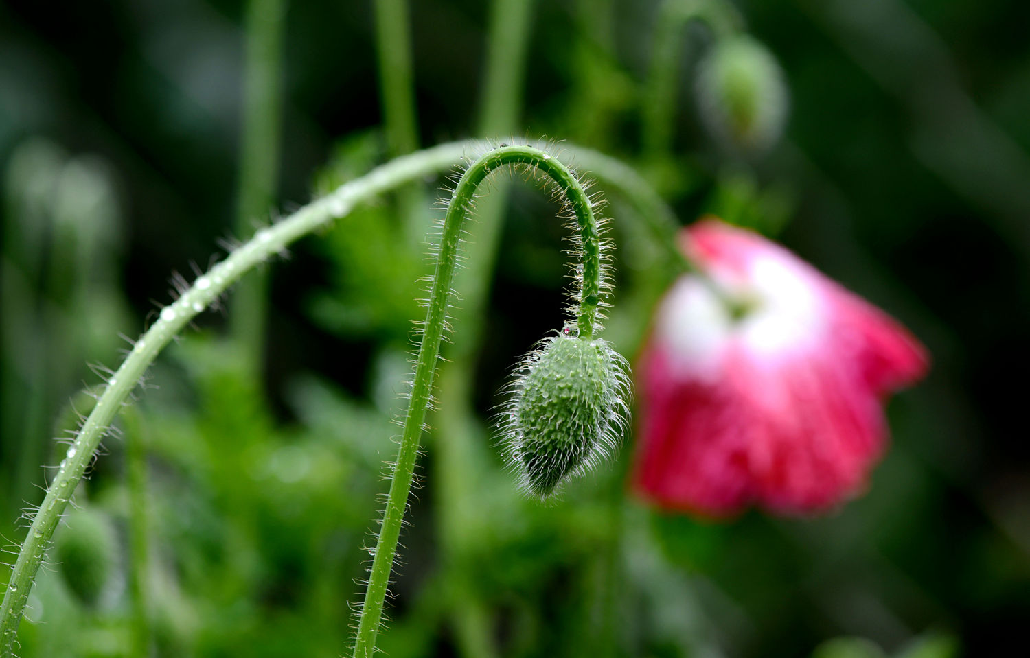 DSC_1509.JPG