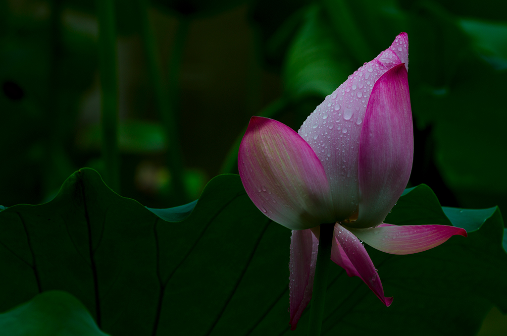 _DSC0130.jpg