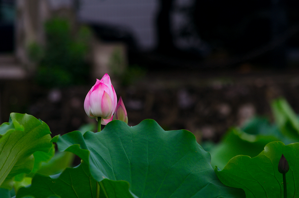 _DSC0148.jpg