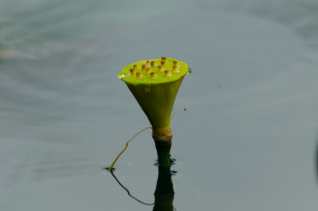 _DSC0158.jpg
