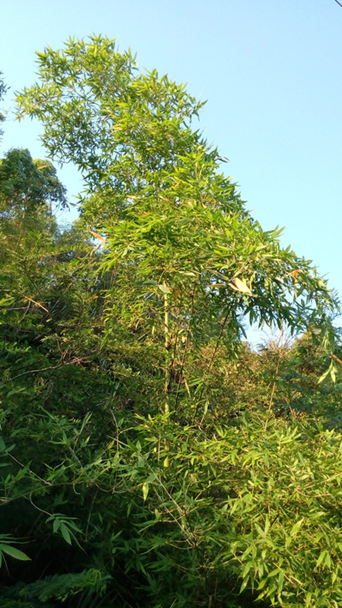 IMG_20160603_182222_副本.jpg