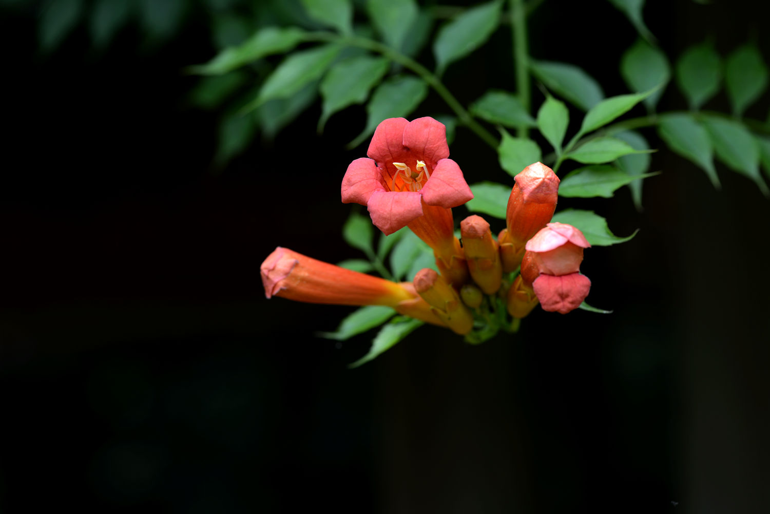 凌霄花