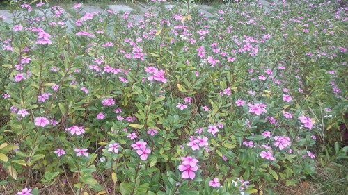 IMG_20160627_114116_副本.jpg