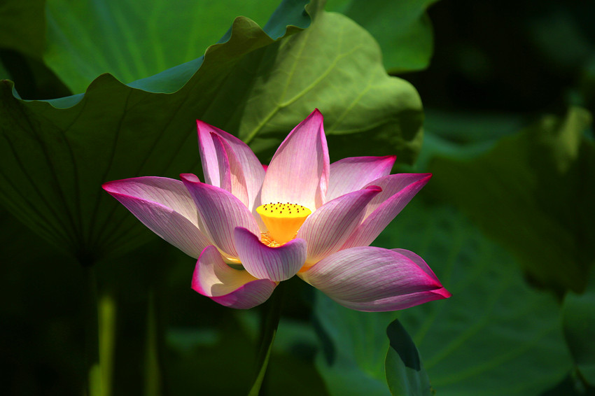 _S0A0937_conew1_副本.jpg