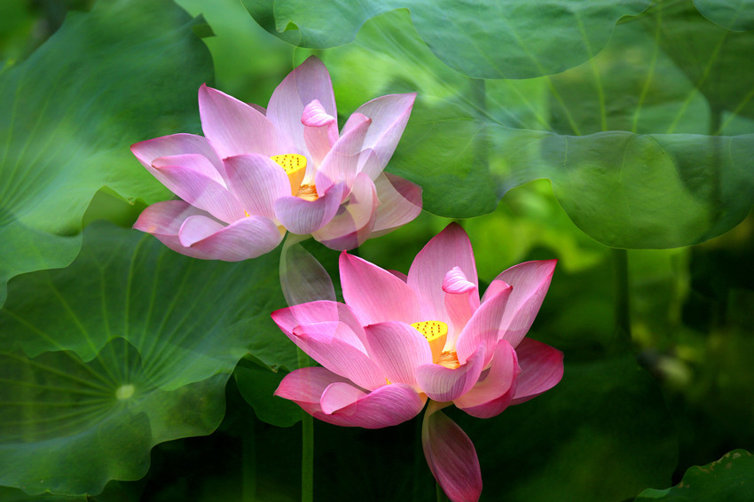 _S0A1022_conew1_副本.jpg