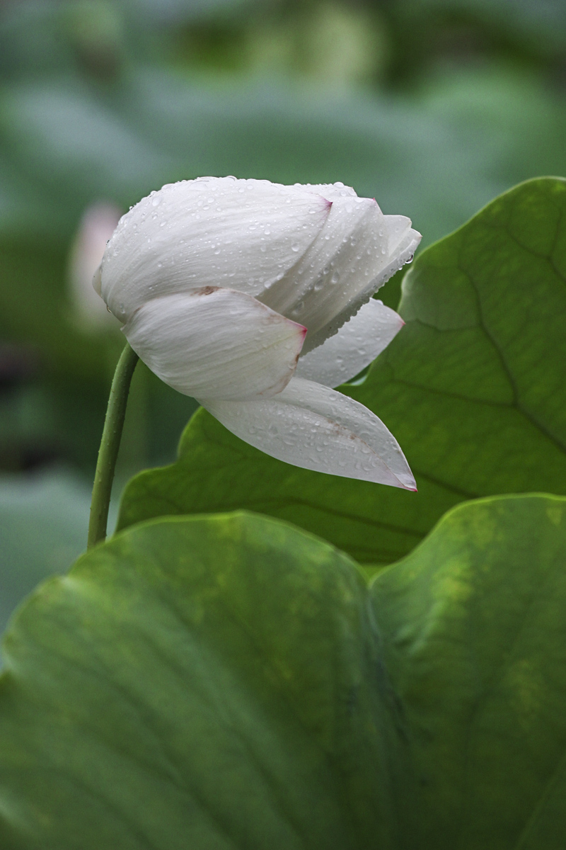 IMG_9592_副本.jpg