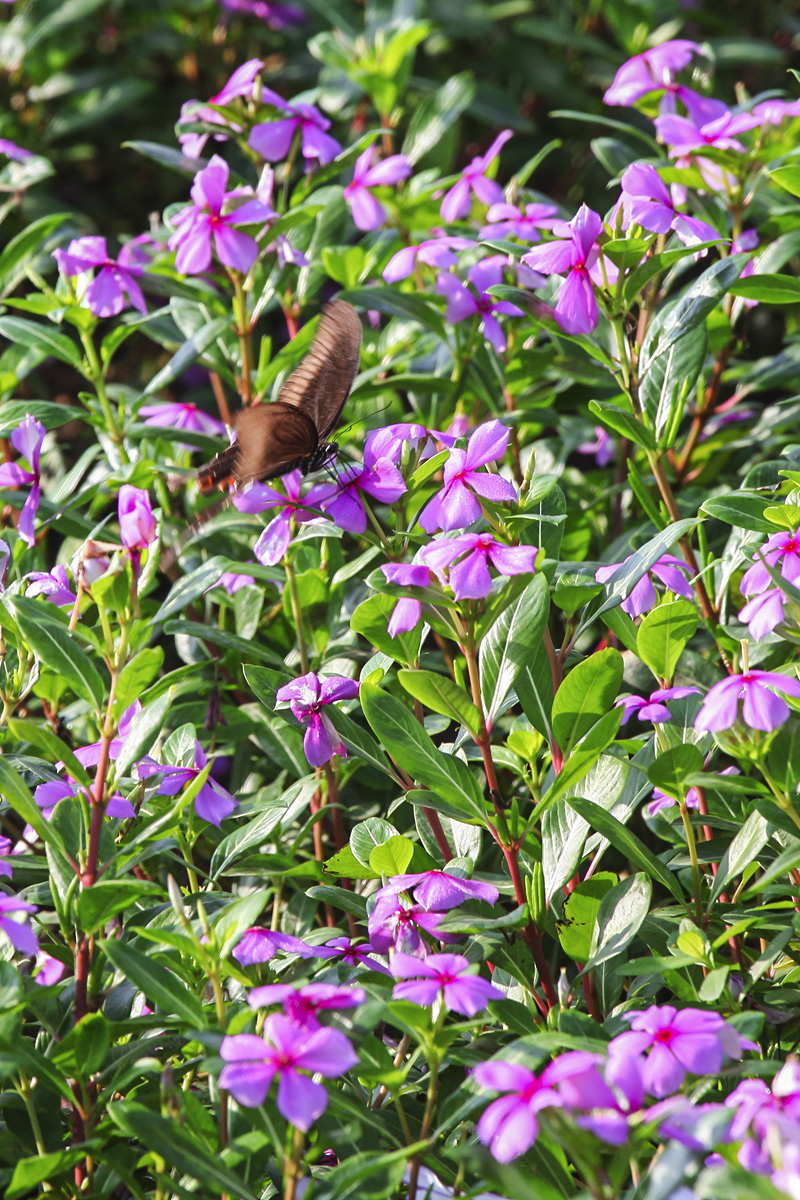 IMG_7090_副本.jpg