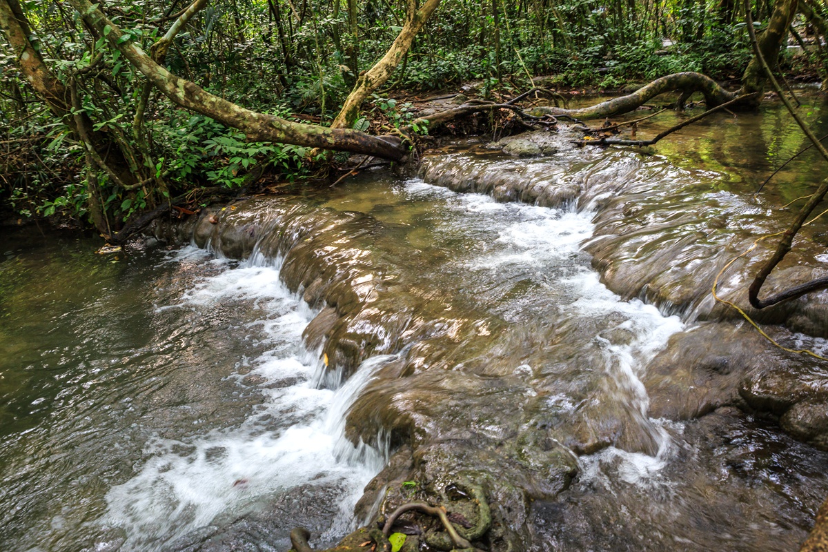 水上相思林-3.jpg