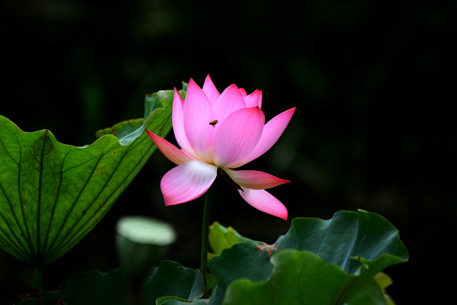 DSC_3407.JPG